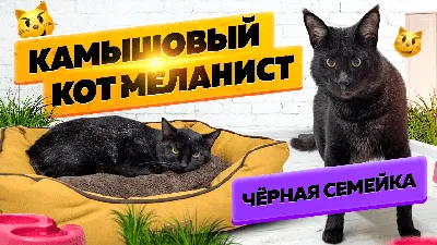 Дикий камышовый кот Вульф и вся правда о болотной рыси 😼 смотреть онлайн  видео от TerritoryOfCats в хорошем качестве.