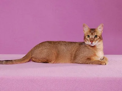 Домашний камышовый кот (чауси)