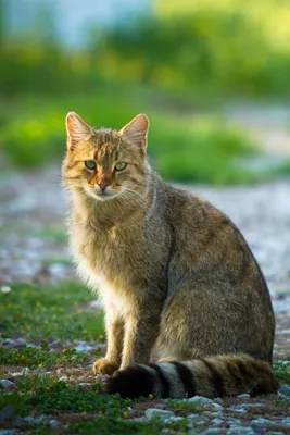 Лесной кот | Красивые кошки, Кошачьи фотографии, Детеныши животных