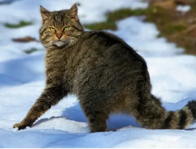 Сибирский Лесной кот - 38 фото
