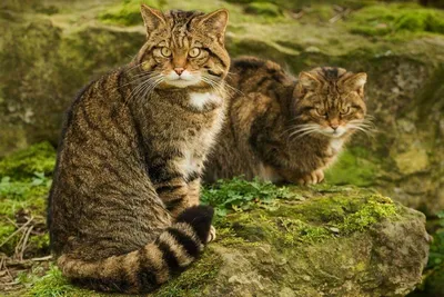 Шотландская дикая кошка | Смотреть 60 фото бесплатно