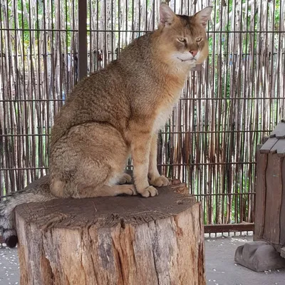 В Барнаульском зоопарке толстому и злому камышовому коту нашли добрую  подругу