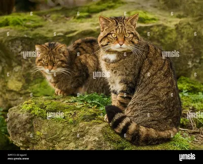 Лесной котенок (48 лучших фото)
