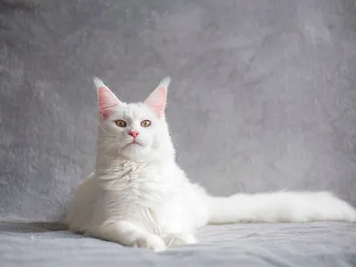 Удивительно красивый и необыкновенный кот мейн-кун Ричи