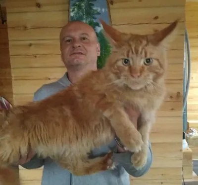 Американский и европейский тип мейн-кунов - Мейн-кун котята, коты, кошки в  Ярославле. Питомник мейн-кунов King Size Ярославль