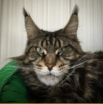 ✓ Мейн-кун - большой домашний кот с кисточками на ушах - YouTube
