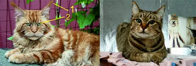 Пушистый длинношерстный кот мейн кун Фон, кошачье кафе, домашнее животное,  мейн кун фон картинки и Фото для бесплатной загрузки