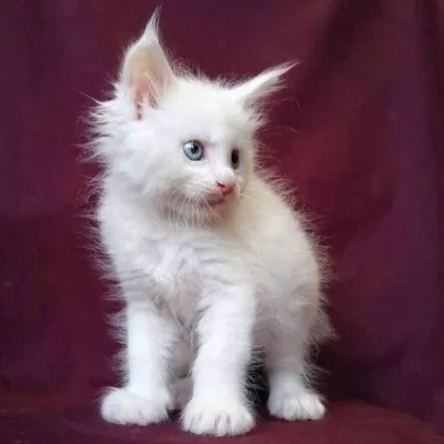 Мейн-кун - самая крупная порода кошек (мейн кун фото)