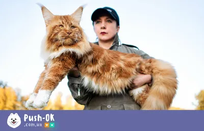 Оборотень!»: гигантский кот мейн-кун заставил соцсети благоговеть