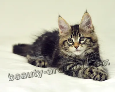Большой кот Мейн кун | Смотреть 24 фото бесплатно