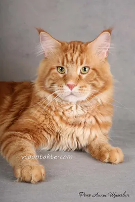 Рыжий кот Мейн кун - 48 фото