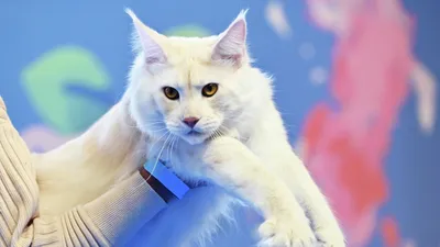 Россиянка купила вместо котенка мейн-куна обычного кота