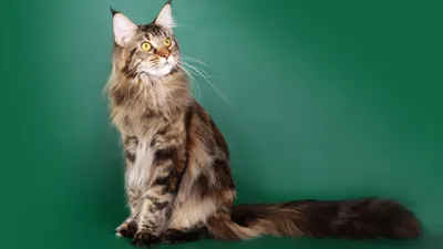 Шикарный кот Мейн кун красное серебро.: 600 $ - Кошки Киев на Olx
