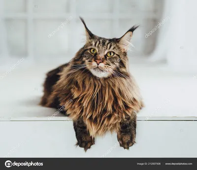Фотогалерея \"Мейн-куны\" - \"Кот породы мейн-кун\" - Фото породистых и  беспородных кошек и котов.