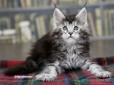 Черный кот мейн кун – купить онлайн на Ярмарке Мастеров – S883ARU |  Войлочная игрушка, Москва