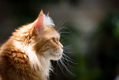 Мэйн-кун-кот зевает, широко открывая рот Стоковое Фото - изображение  насчитывающей ðºoñ‚, oñ‚ðµñ‡ðµñ ñ‚ð²ðµð½ð½o: 165523712