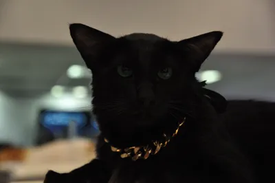 Чёрный красивый серьёзный кот мейн-кун - обои для рабочего стола, картинки,  фото