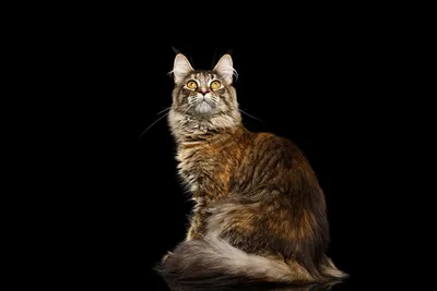 Картинка Мейн-кун кот смотрит животное Черный фон