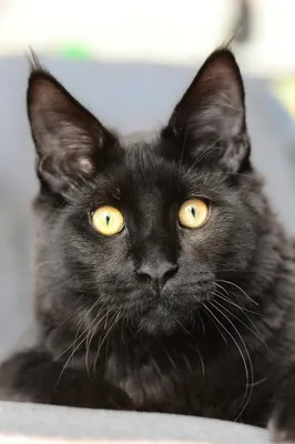 Черный кот. | Пикабу