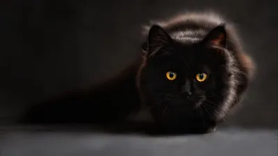Скачать 1600x900 кот, черный, мейн-кун, глаза, смотрит обои, картинки 16:9