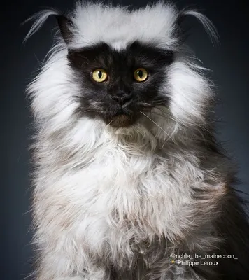 Удивительно красивый и необыкновенный кот мейн-кун Ричи