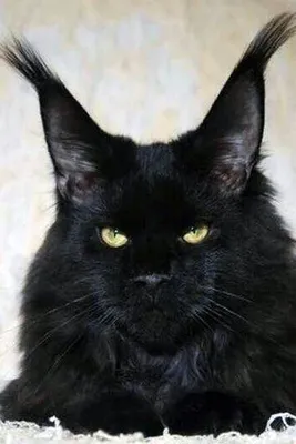Мейн кун взрослый кот черный (26 фото)