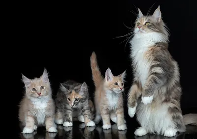 Фотография котенок Мейн-кун коты Четыре 4 Животные Черный фон