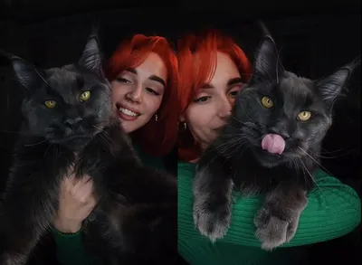 Кошачья эстетика: мейн-кун и его хозяйка покорили интернет своей грацией