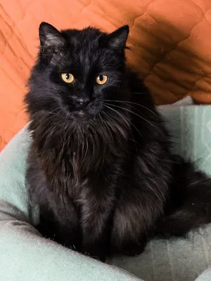 Черный кот Сэмуель–метис мейн-куна в добрые руки #46704
