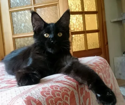 Крупный котенок породы Мейн Кун - окрас черный!