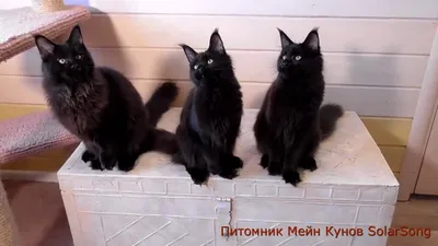 Котята Мейн Кун, чёрный солид, 5 месяцев - YouTube