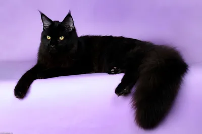 Фотогалерея \"Мейн-куны\" - \"Черный кот породы мейн-кун на сиреневом фоне\" -  Фото породистых и беспородных кошек и котов.