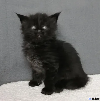 Чёрный солидный мальчик мейн кун — купите кота в Сочи за 25000 ₽ на ZooYa.ru