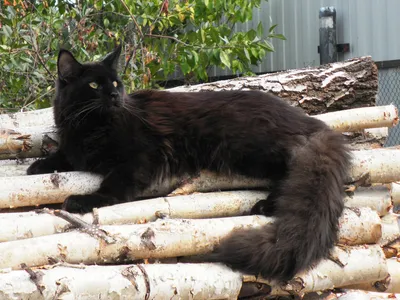Чёрный красивый кот мейн-кун отдыхает - обои для рабочего стола, картинки,  фото