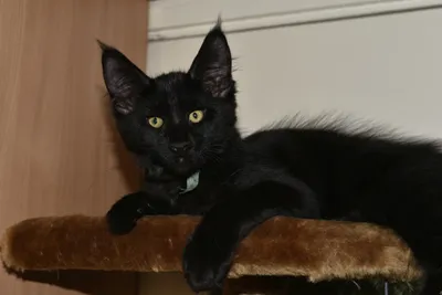 Котенок мальчик мейн-кун черный Ramcec. - Фото кошек №24474 - SunRay
