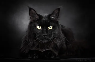 Мейн кун кот черный - 60 фото
