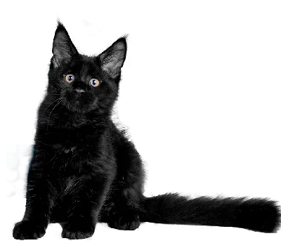 Мейн-кун - самая крупная порода кошек (мейн кун фото)