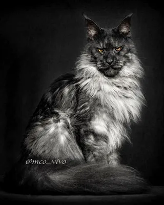 Котята мейн — кун рожденные 18 декабря | fridmancatsfridmancats