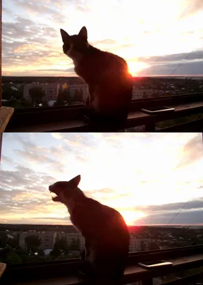 Котенок lykoi кошка или кошка-оборотень изолированные | Премиум Фото