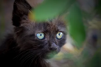 Облезлый котенок - 46 фото