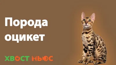 Порода кошки оцикет: характеристики, фото, характер, правила ухода и  содержания - Petstory