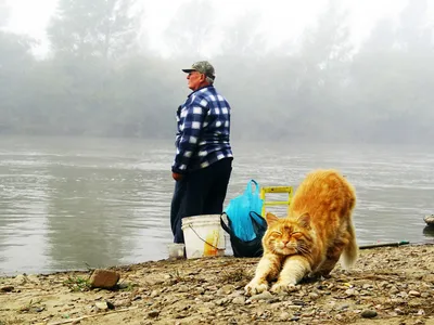 Кот рыболов портрет в лесу | Обои для телефона