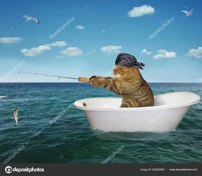 Кот-рыбак | Пикабу