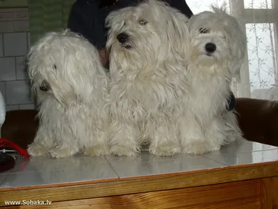 Котон-де-тулеар — фото собаки, характер, описание породы