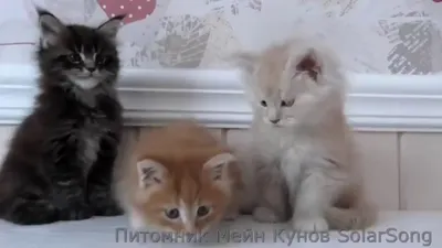 Котята Мейн Кун, 1.5 месяца. - YouTube