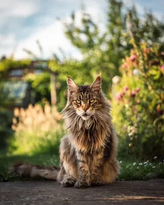 Мейн-кун: фото кошек, цена, характер, описание и особенности породы