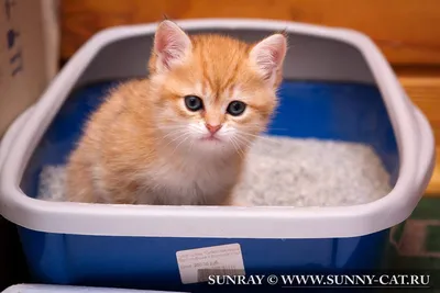 Как приучить котенка к лотку? - SunRay