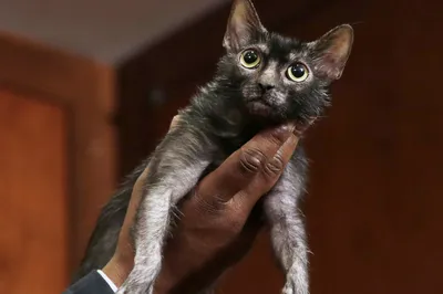 Правда о кошках-оборотнях: шокирующая порода