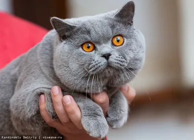 Котята с внешностью оборотней покорили соцсети (видео) | 21 сентября 2019 -  Новости Mail.ru