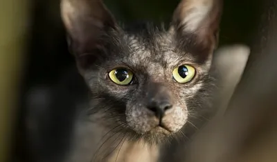 Ликои (кошки – оборотни): описание породы с фото — Pet-Mir.ru